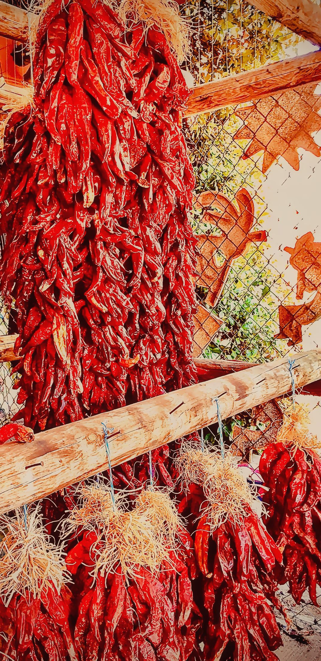 New Mexico Red Chile Ristras | Smithsonian Photo Contest | Smithsonian ...