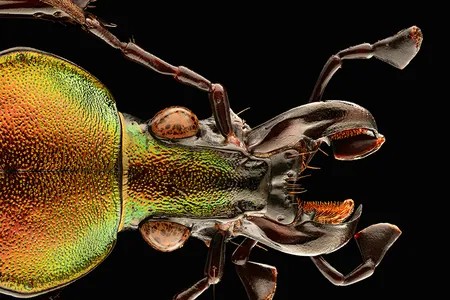 Ground beetle (Carabus (Coptolabrus) elysii), detail