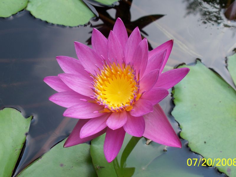 A pink lotus grows in the mud. Smithsonian Photo Contest