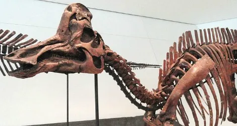 A reconstruction of Corythosaurus at the Royal Ontario Museum