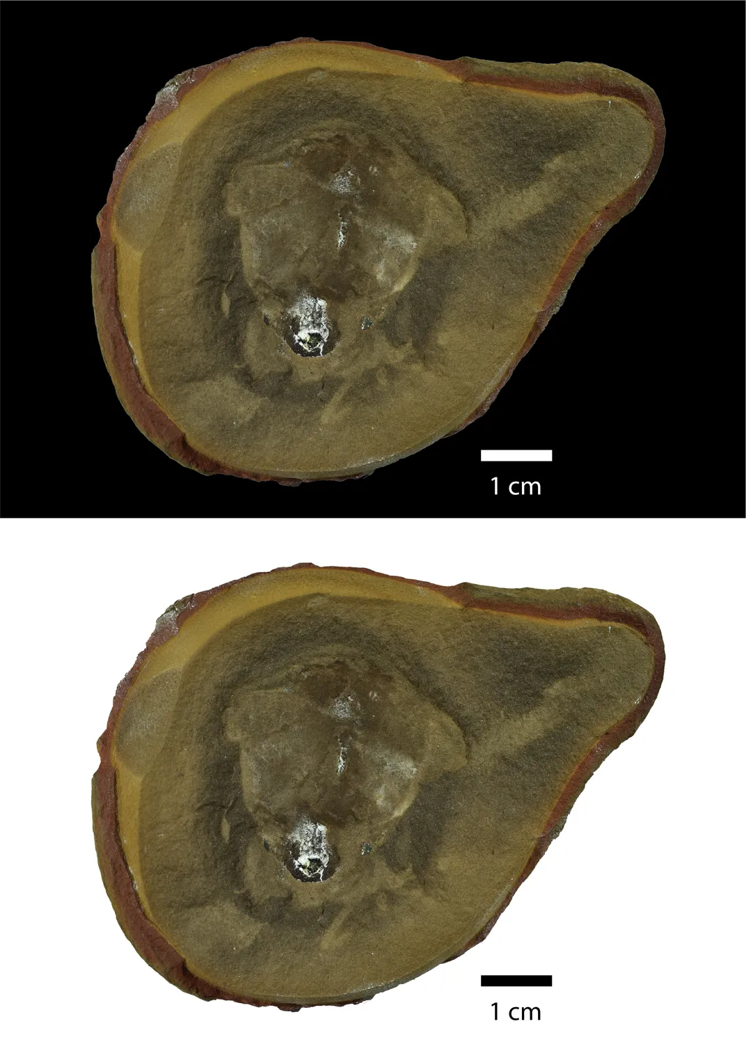 the imposter fossil
