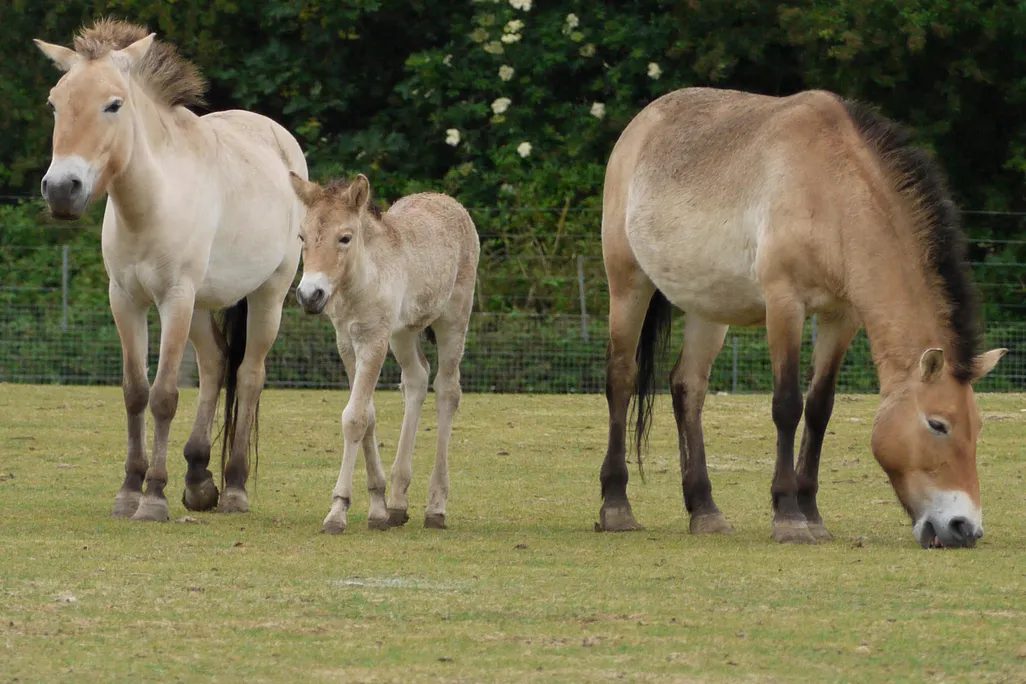 In a grassy field, a Przewalski’s horse foal stands in between two adults in a grassy field with trees in the background. The horses have a stocky build, a reddish-tan coat and dark, mohawk-like manes.
