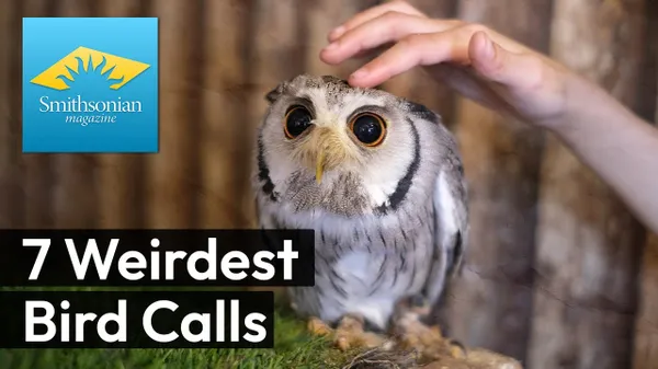 Preview thumbnail for 7 Weirdest Bird Calls