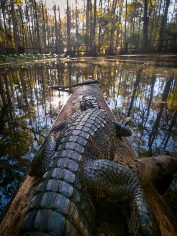 On the Log With a Baby Gator thumbnail
