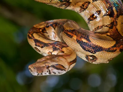 Boa constrictors seem to deliver death not through suffocation, but by cutting off blood flow to the heart and brain.  