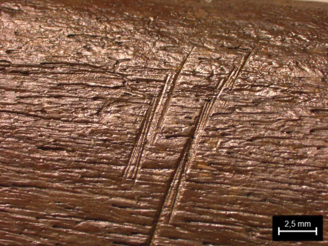 close-up of cut marks on the elephant's ribs
