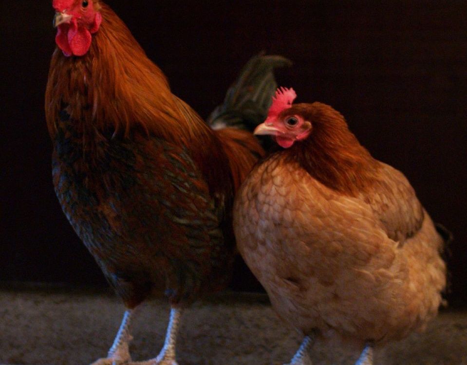 A cock and a hen roosting together