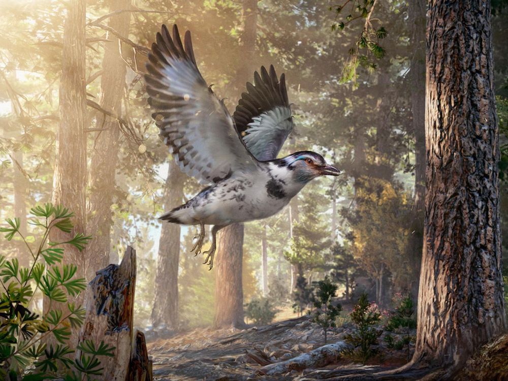 This 127-Million-Year-Old Fossil Links Dinosaur and Bird Evolution
