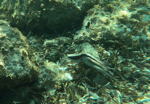 Octopus in Aruba 7 thumbnail