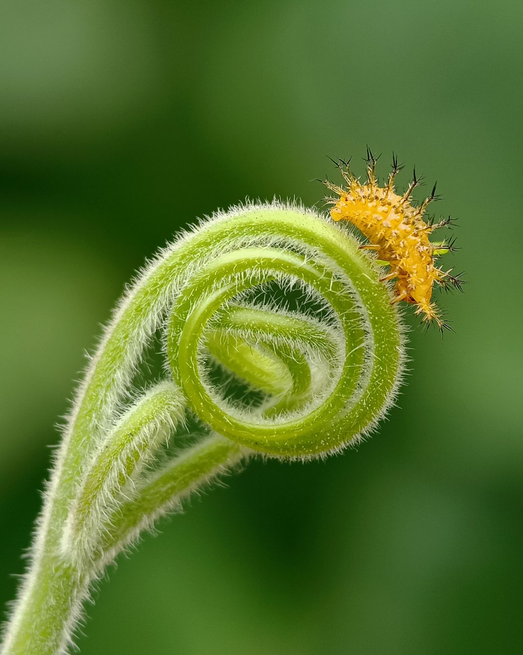 13 - A ladybug larva perches on the edge of the tendril of a pumpkin plant and feeds on its leaves.