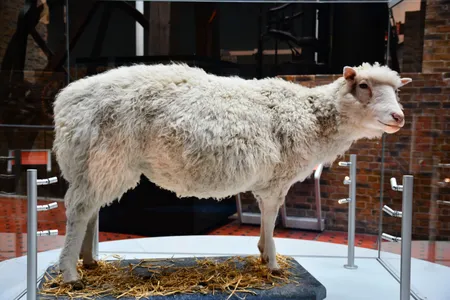 Dolly was a female sheep&mdash;and the first mammal ever cloned from an adult cell. Her preserved remains are on display at the National Museum of Scotland in Edinburgh.