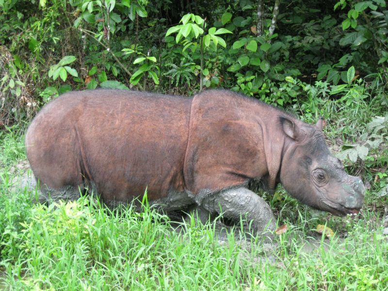Malaysia&#39;s Last Male Sumatran Rhinoceros Has Died | Smart News |  Smithsonian Magazine