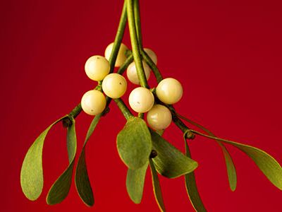 Mistletoes evolved the ability to grow not on the roots of trees, but instead on their branches.