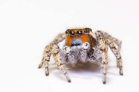 The Habronattus sunglow (male pictured above) is a species of jumping spider that has trichromatic or "true" color vision. 