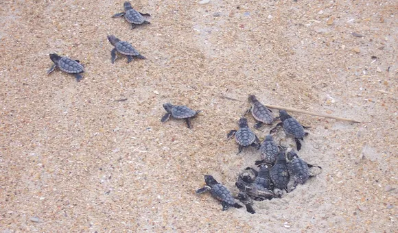 Baby turtles emerge and scatter from a small hole in the sand