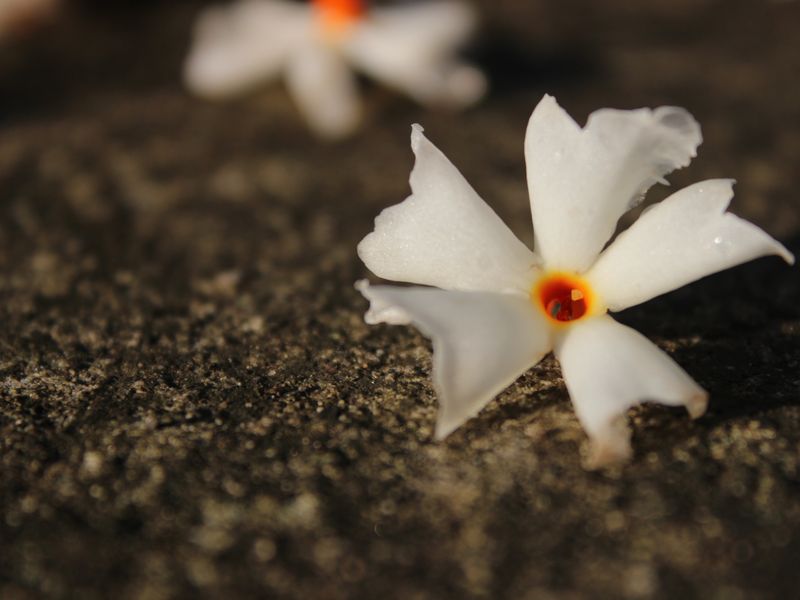 flower on the ground Smithsonian Photo Contest Smithsonian Magazine
