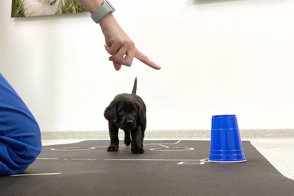 Black Labrador puppy