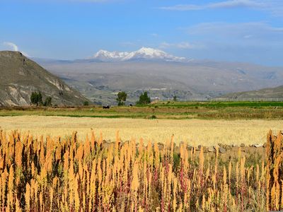 When quinoa prices rise, do quinoa farmers starve? 