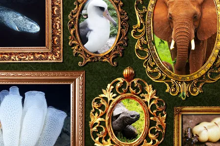 The life spans of these animals amaze scientists.