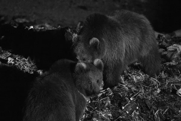 OPEN BUFFET thumbnail