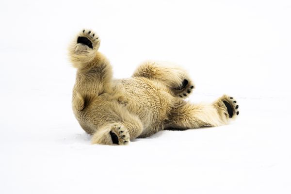 Somersault thumbnail