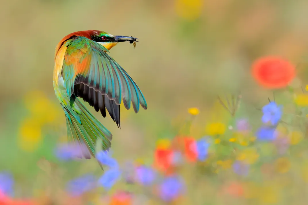 Colorful bird with flowers