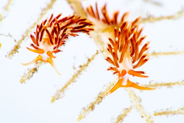 A Pair of Learchis evelinae Nudibranchs thumbnail