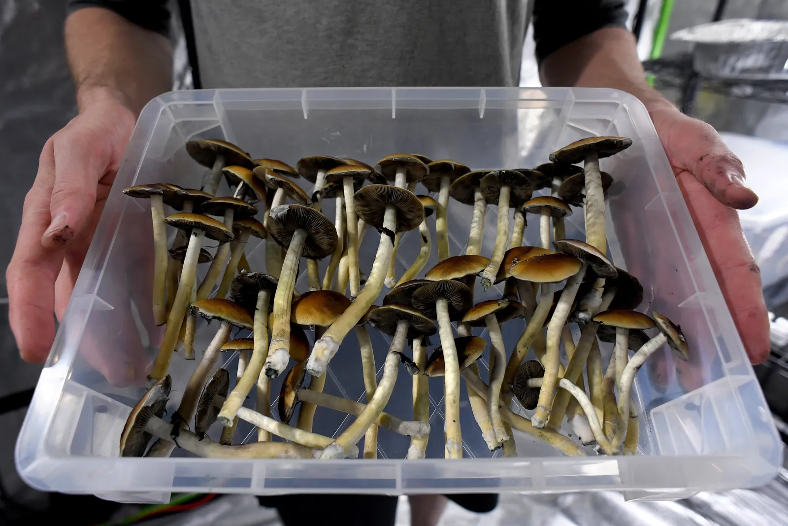 How Does Psilocybin Therapy Work?