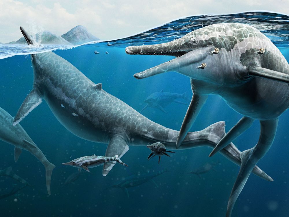 Ilustração de Shonisaurus