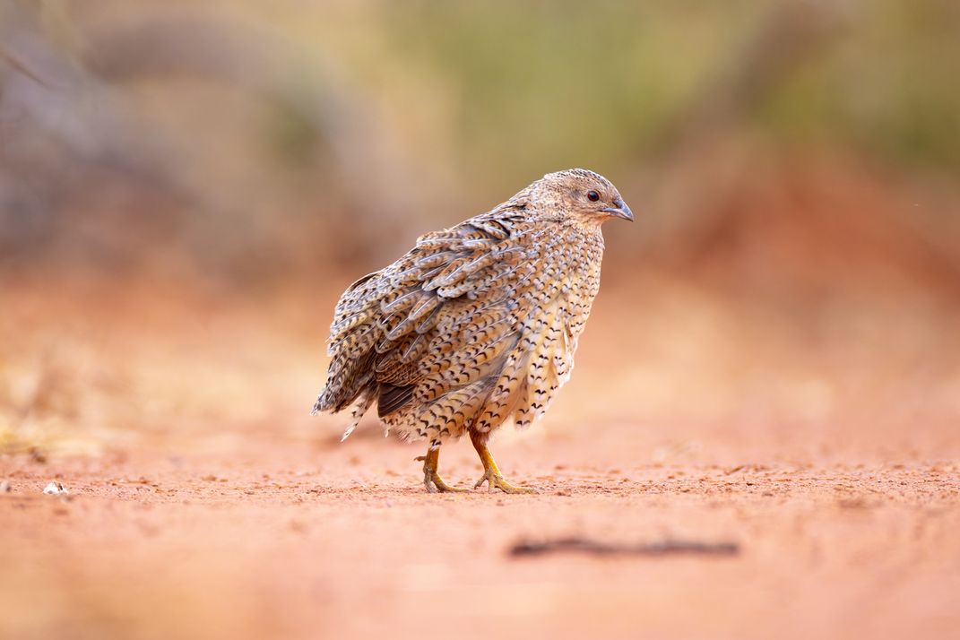 Desert Dance: Brown Quail's Mating Display | Smithsonian Photo Contest ...