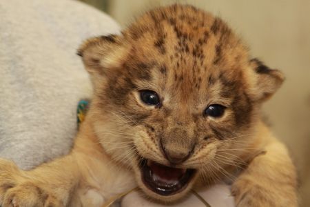 One of the National Zoo's new lion cubs, born this spring. 