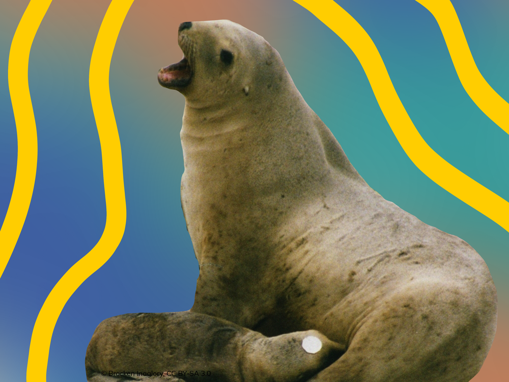 Saving Sea Lions and Seals