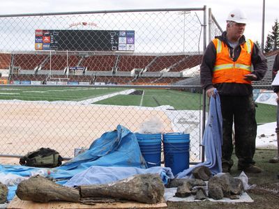 OSU archaeologist Loren Davis alongside the bones uncovered underneath the end zone.