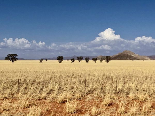 Perfect Trees Row in African dry grass thumbnail