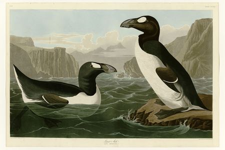 An image from Birds of America by John James Audubon depicting the Great Auk.
