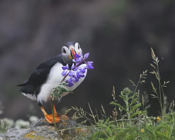 A puffin collecting flowers for his nest thumbnail