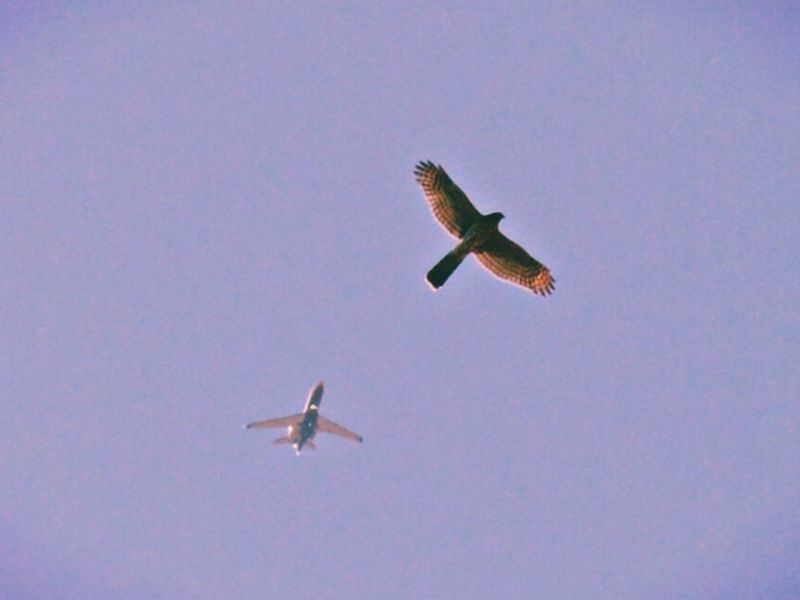 Flying Things Smithsonian Photo Contest Smithsonian Magazine