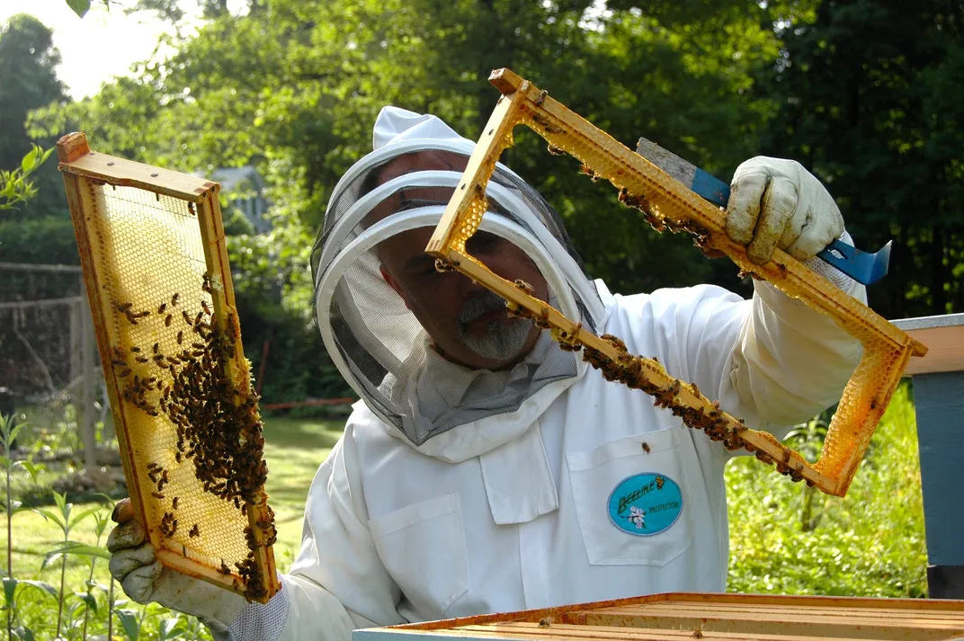 A beekeeper wearing a beekeeping suit