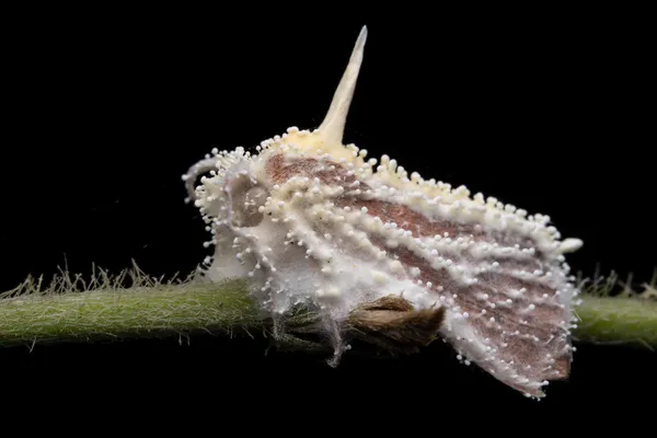 The White Requiem thumbnail