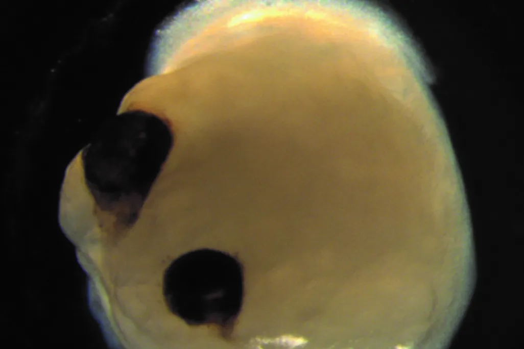 An image of a brain organoid with optic cups. The mini brain looks like  a small yellow blob with two pitch black eyes