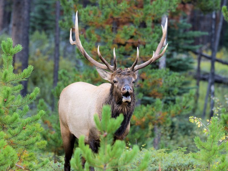 Bull Bugle Smithsonian Photo Contest Smithsonian Magazine