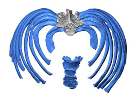 This image from the virtual reconstruction shows how the ribs attach to the spine in an inward direction, forcing an even more upright posture than in modern humans.

