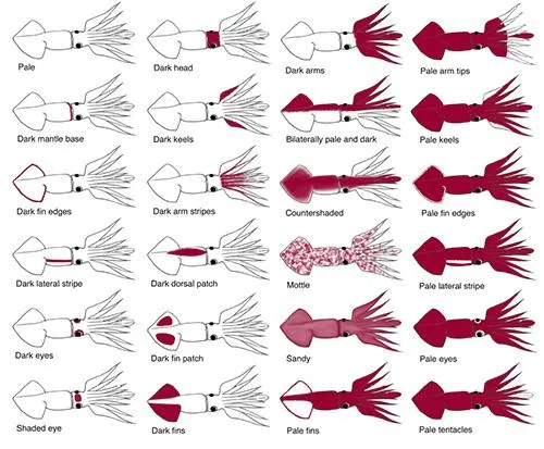 This illustration shows some of the body patterns used by Humboldt squid in Monterey Bay. 