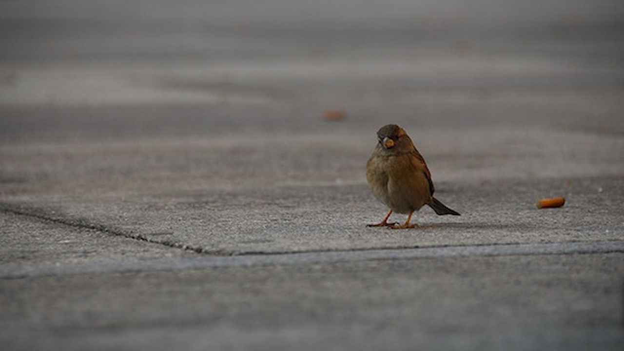 eating tobacco to kill parasites Harmful Chemicals in Products Birds in Mexico City turning