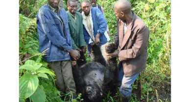 Two days after the killings, villagers poured in to help rangers carry bodies back to Bukima and then on to Rumangabo for burial. Here, volunteers are taking the pregnant and badly burned Mburanumwe out of the forest.