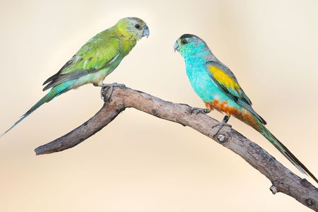 A female (left) and male (right) golden-shouldered parrot