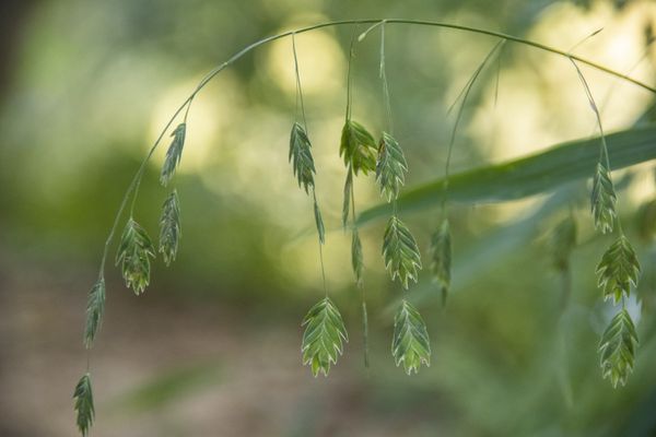 Seed Pods Dancing in the Breeze thumbnail