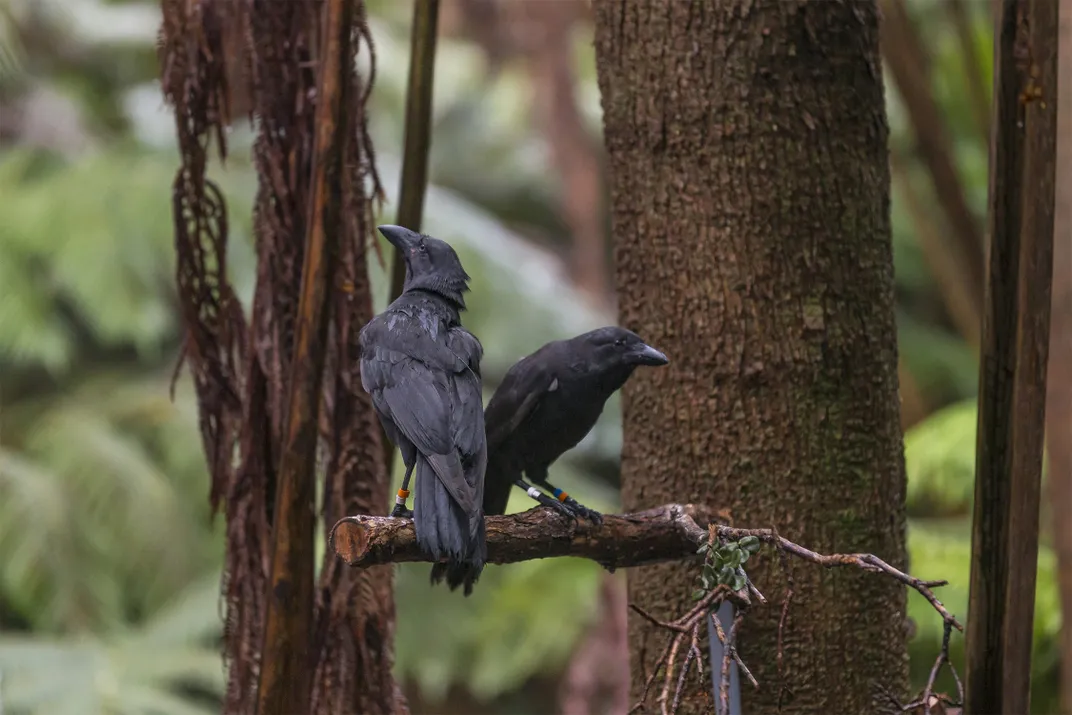 A pair of Hawaiian crows