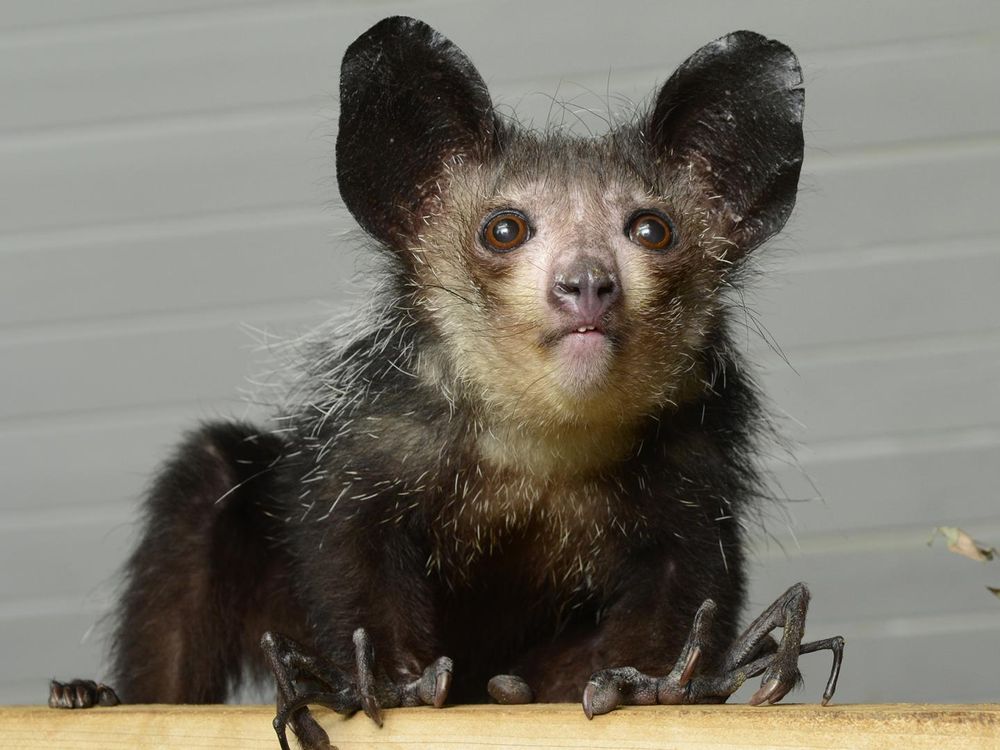 Aye-aye 2