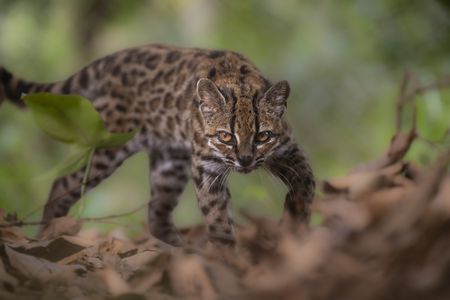 Paola Nogales-Ascarrunz, a biologist and&nbsp;National Geographic Explorer, first encountered the new species at the Senda Verde Wildlife Sanctuary in Bolivia.